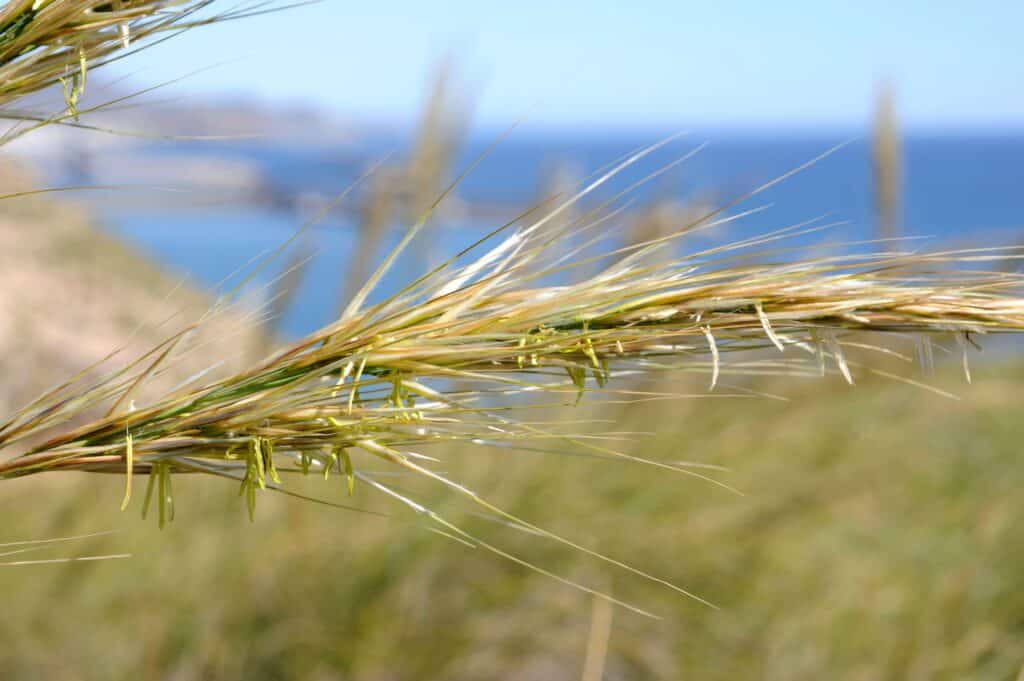 Esparto (Stipa tenacissima) is a perennial herb endemic to South Iberian Peninsula and north Africa. Produces a fiber used to manufacture basketry and